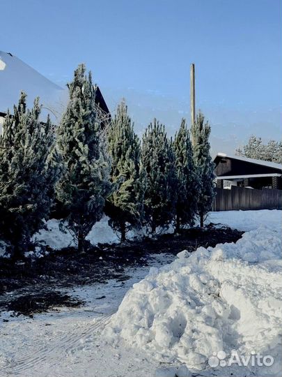 Сосна из питомника 6.45 М