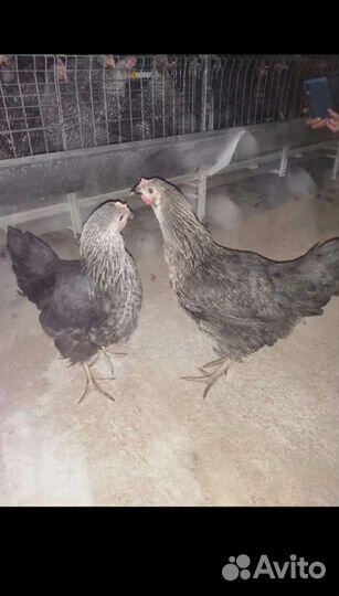 Куры несушки