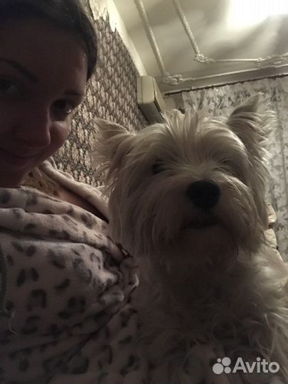 Передержка собак и кошек