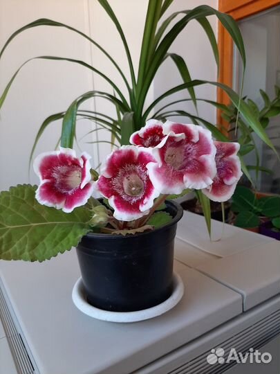 Глоксинья цветущая