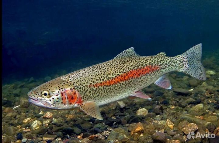 Живая форель