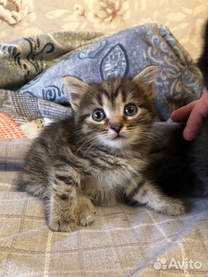 Котята отдам бесплатно