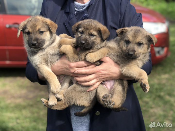 Щенки мальчики