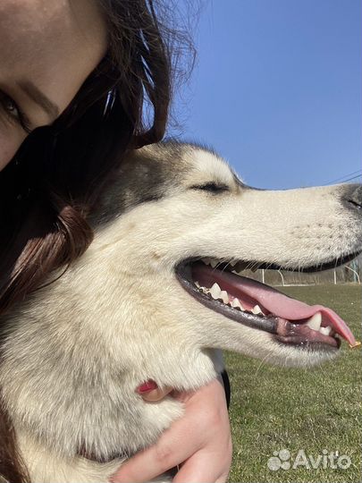 Сибирский хаски вязка