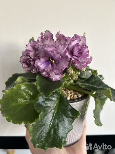 Черенки сортовых фиалок наборами и по отдельности