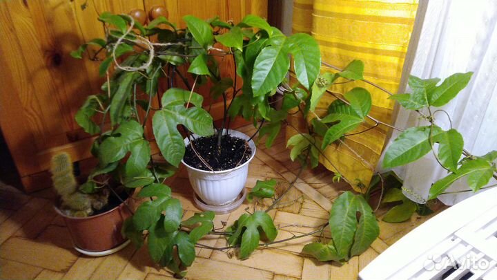 Ростки пассифлоры