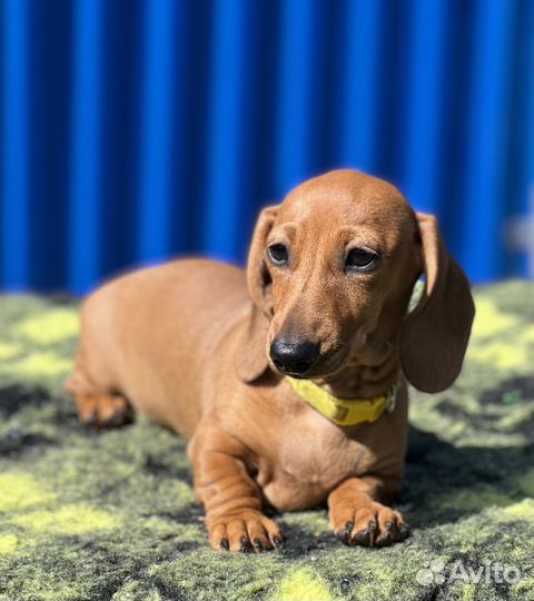 Кроличья такса