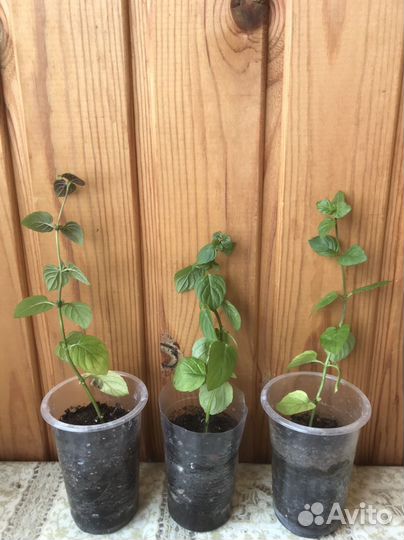 Мята шоколадная