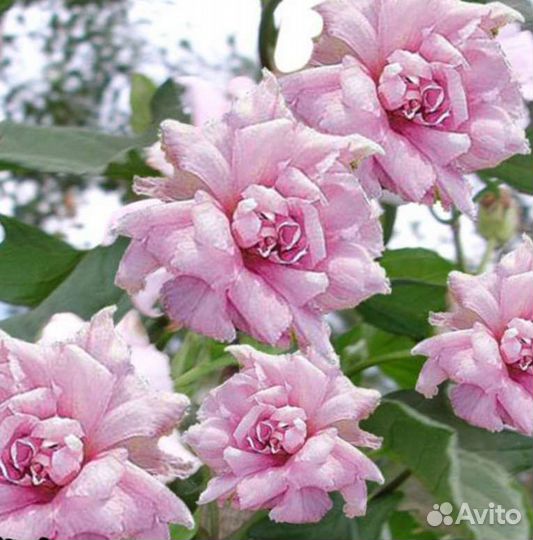 Растения для сада. Калистегия- махровый вьюн