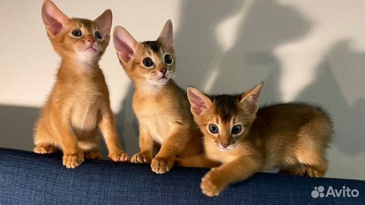 Аббисинский котёнок