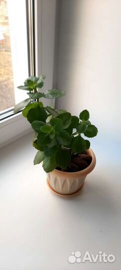 Каланхоэ розовый