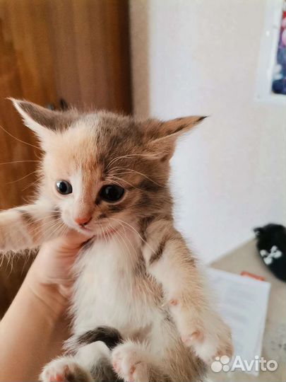 Отдам котят