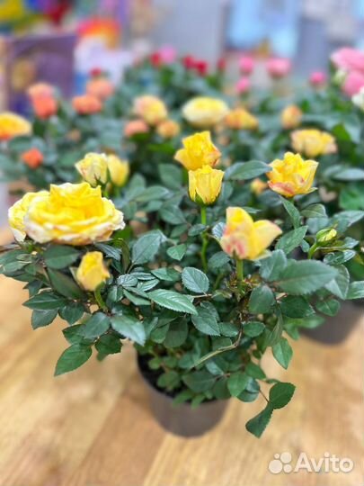 Комнатные растения:Розы