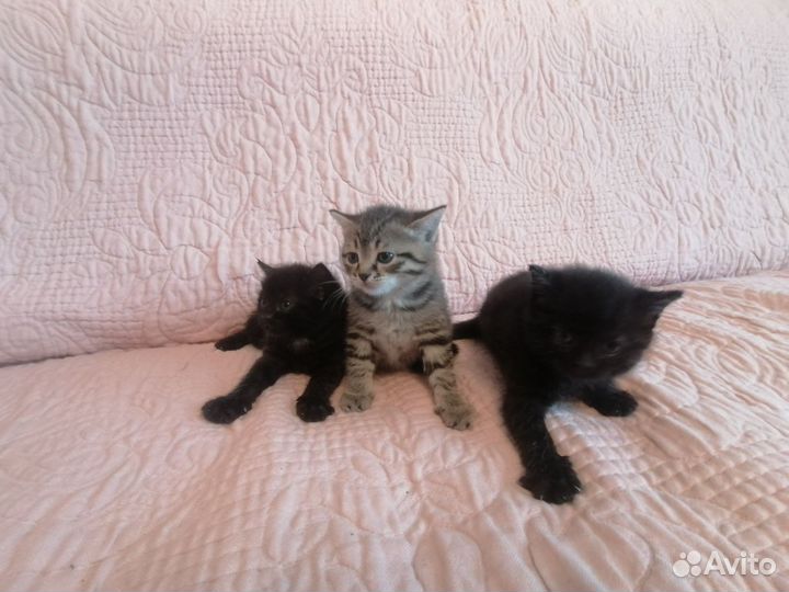 Котята