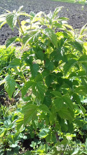 Малиновое дерево. Саженцы. Ежевика. Малина