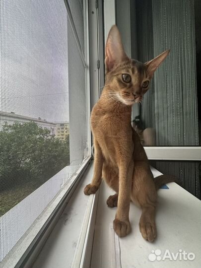 Абиссинская кошка вязка