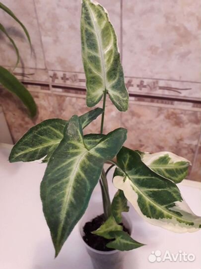 Сингониумы, диффенбахия