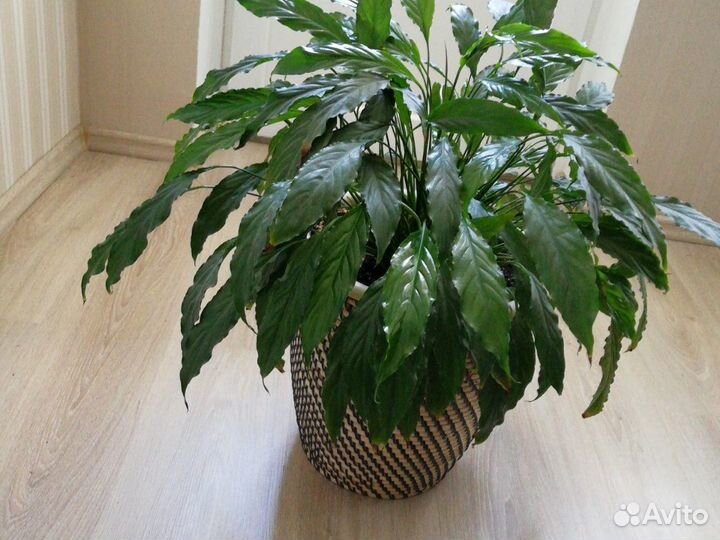 Спатифиллум