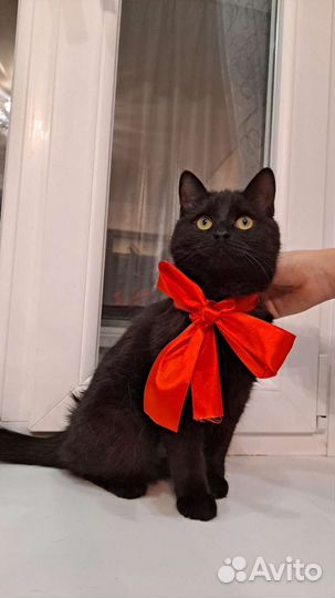 Кошечка - подросток в добрые руки