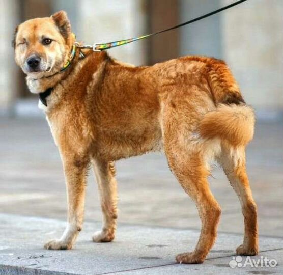 Увидь меня мой человек