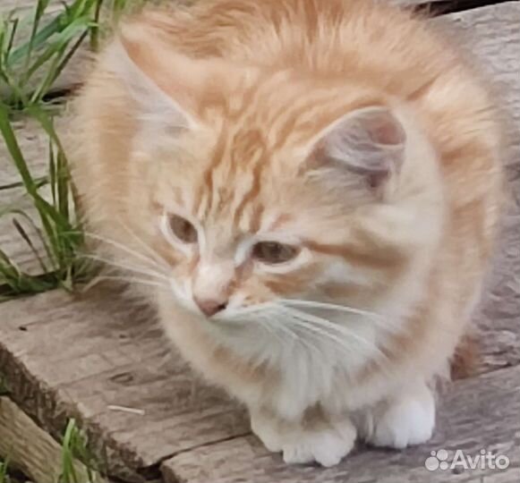 Котенок Рыжик в дар
