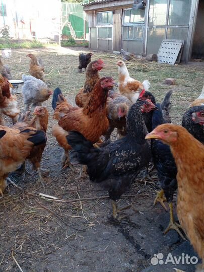 Куры молодки