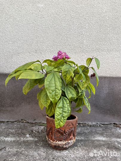 Клеродендрум томпсон