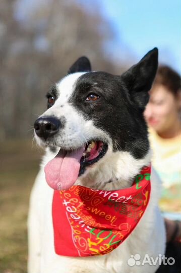 Собака-мечта из приюта