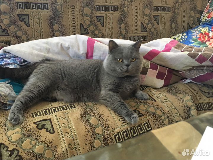 Котик приглашает кошечек