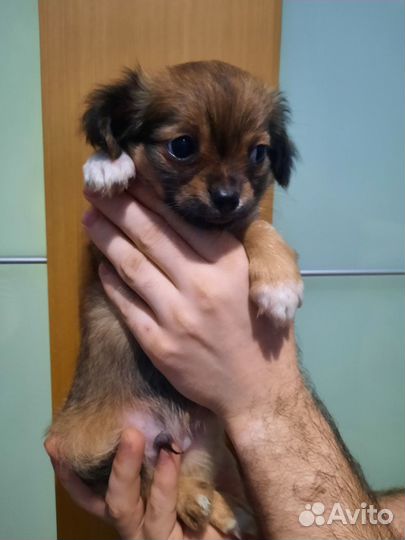 Щенки чихуахуа мальчик