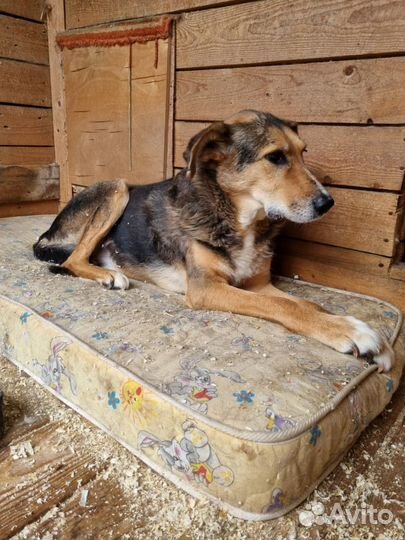 Собака из приюта в добрые руки