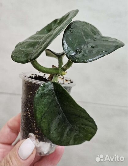 Хойя бразил,обовата,виллоза