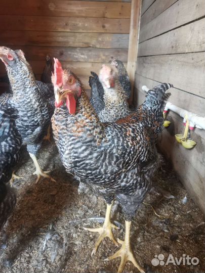 Куры и петухи мастергрейс, кучинский петухи