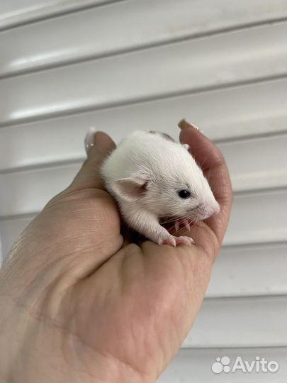 Крысята дамбо