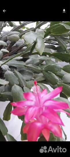 Декабрист шлюмбергера