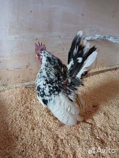 Серама петухи