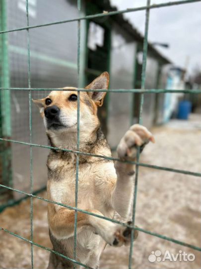 Собака для семьи