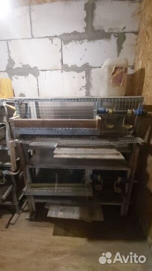 Клетки для перепелов бу