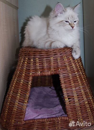 Изготавливаем аксессуары для питомцев