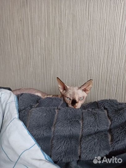 Передержка животных, зоогостиница, выезд на дом