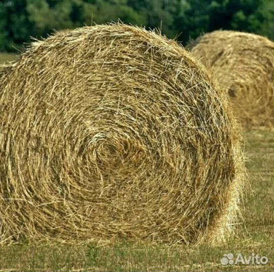 Продам сено