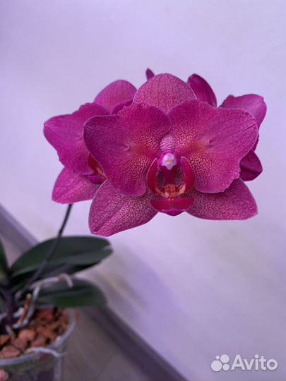 Цветет. Бабочка. Орхидея