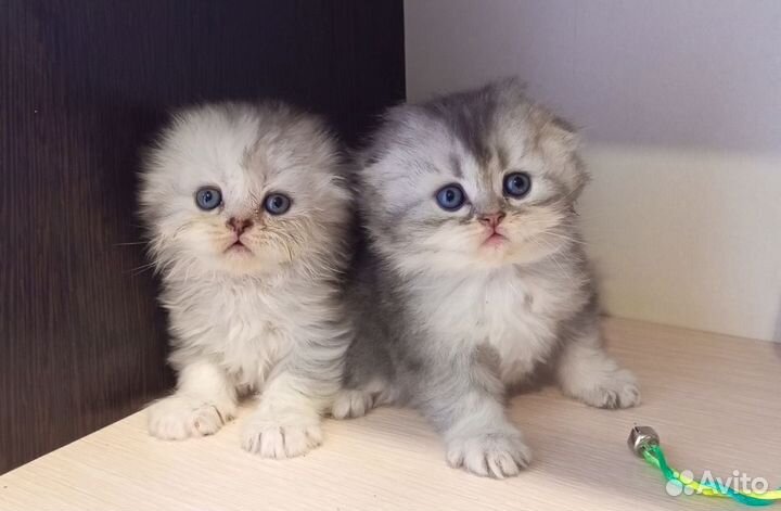 Шотландские котята