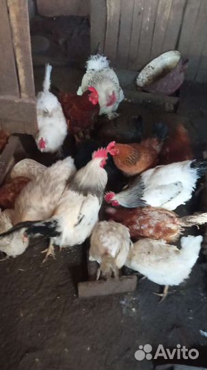 Петухи брама, кучинский