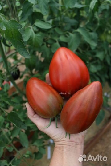 Семена сортовых томатов