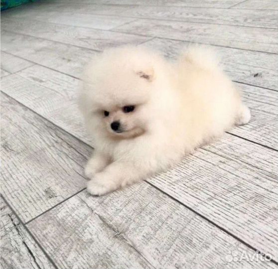 Померанский миник пом