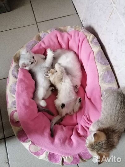 Котята британская шиншилла