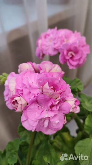 Пеларгония герань Ю-Дикая роза