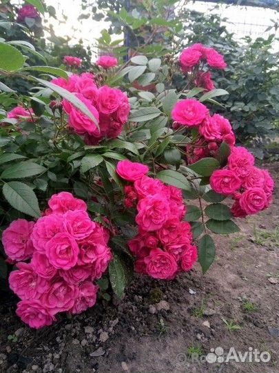 Саженцы мускусных роз Dinky/Динки