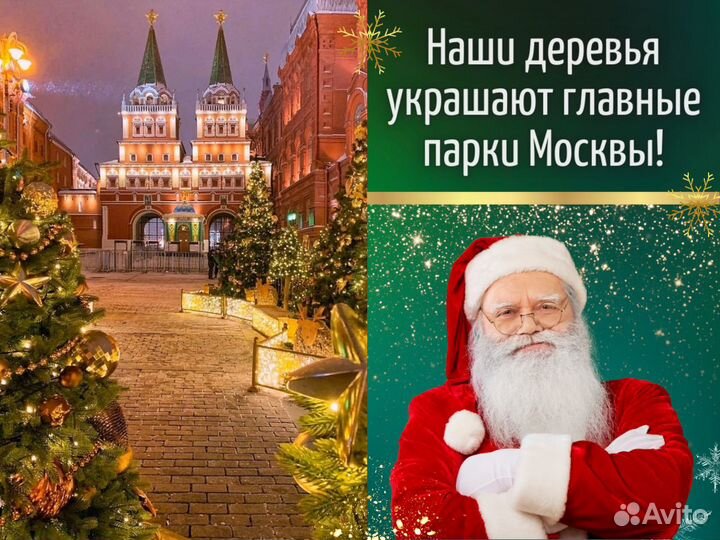 Живые елки оптом Пихта Фразера от производителя